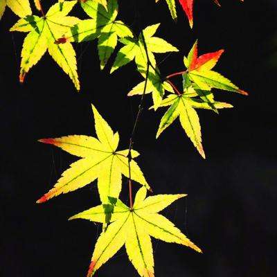最强冒险岛满v版下载